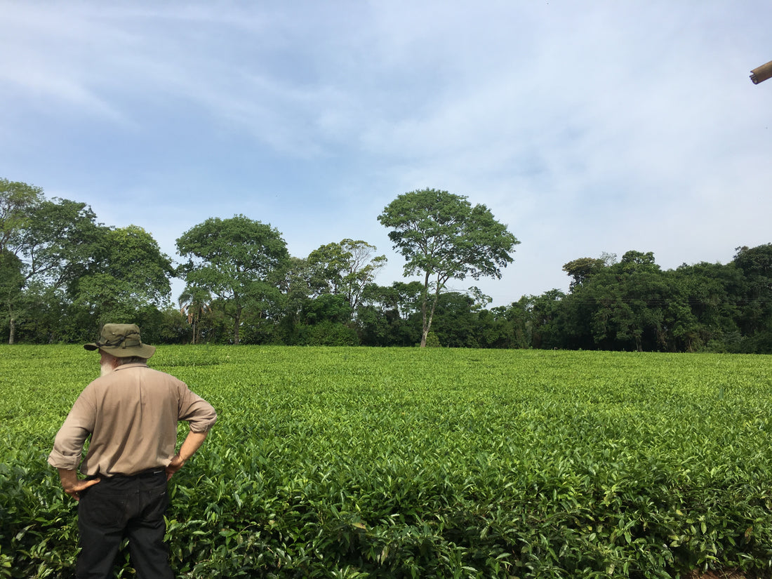 The State of Tea in Argentina