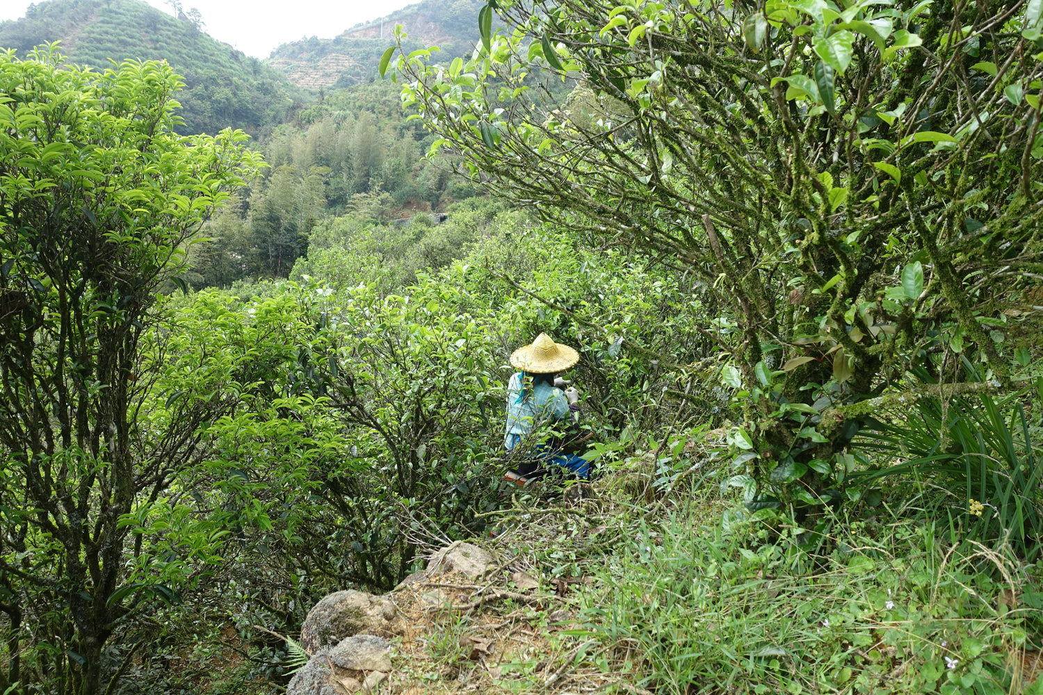 picking tea in china