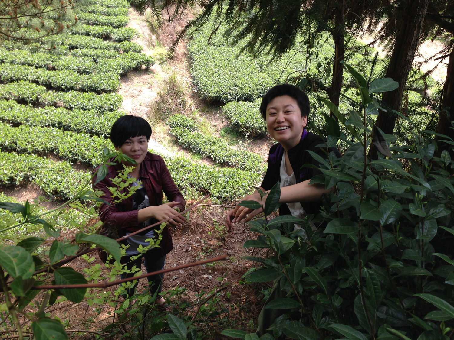 tea drunk in fu ding china white tea