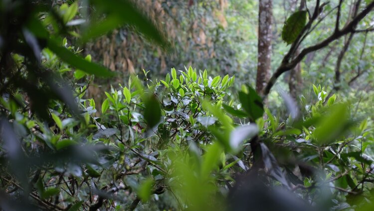 artsy shot of tea tree