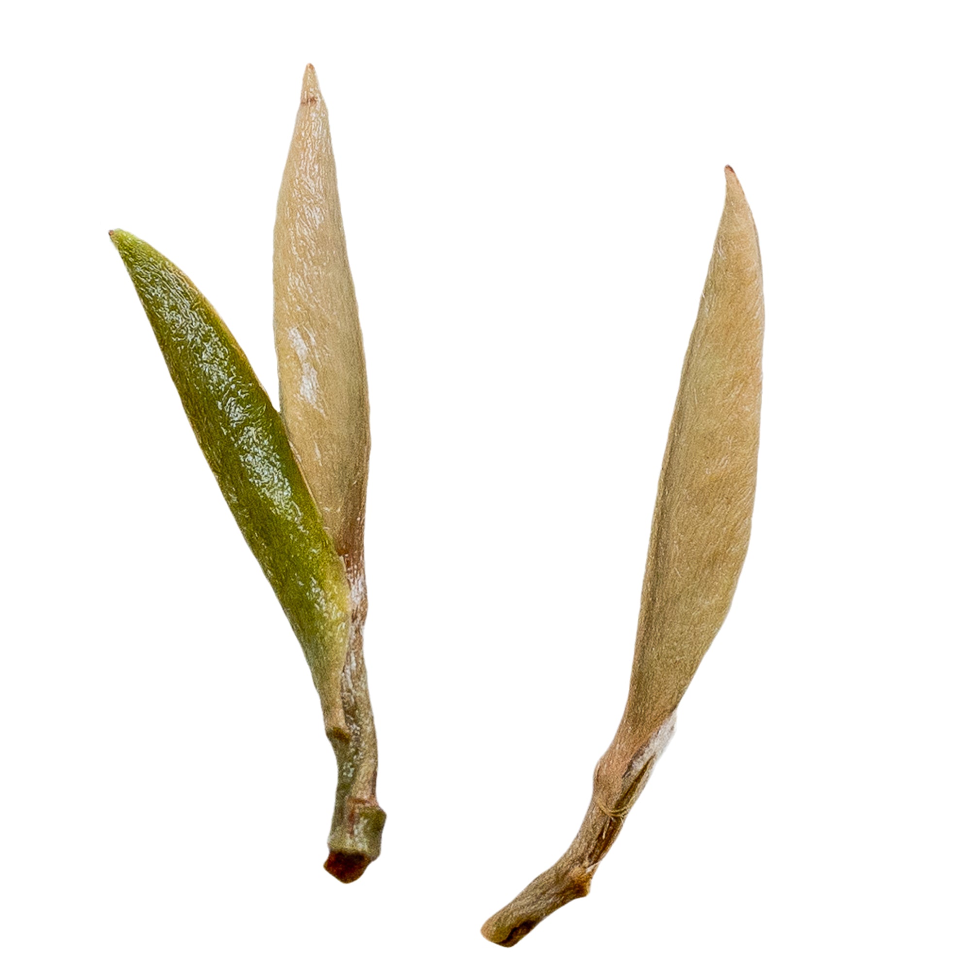 Buy Bai Hao Yin Zhen (Silver Needle) | Loose Leaf Tea | Tea Drunk