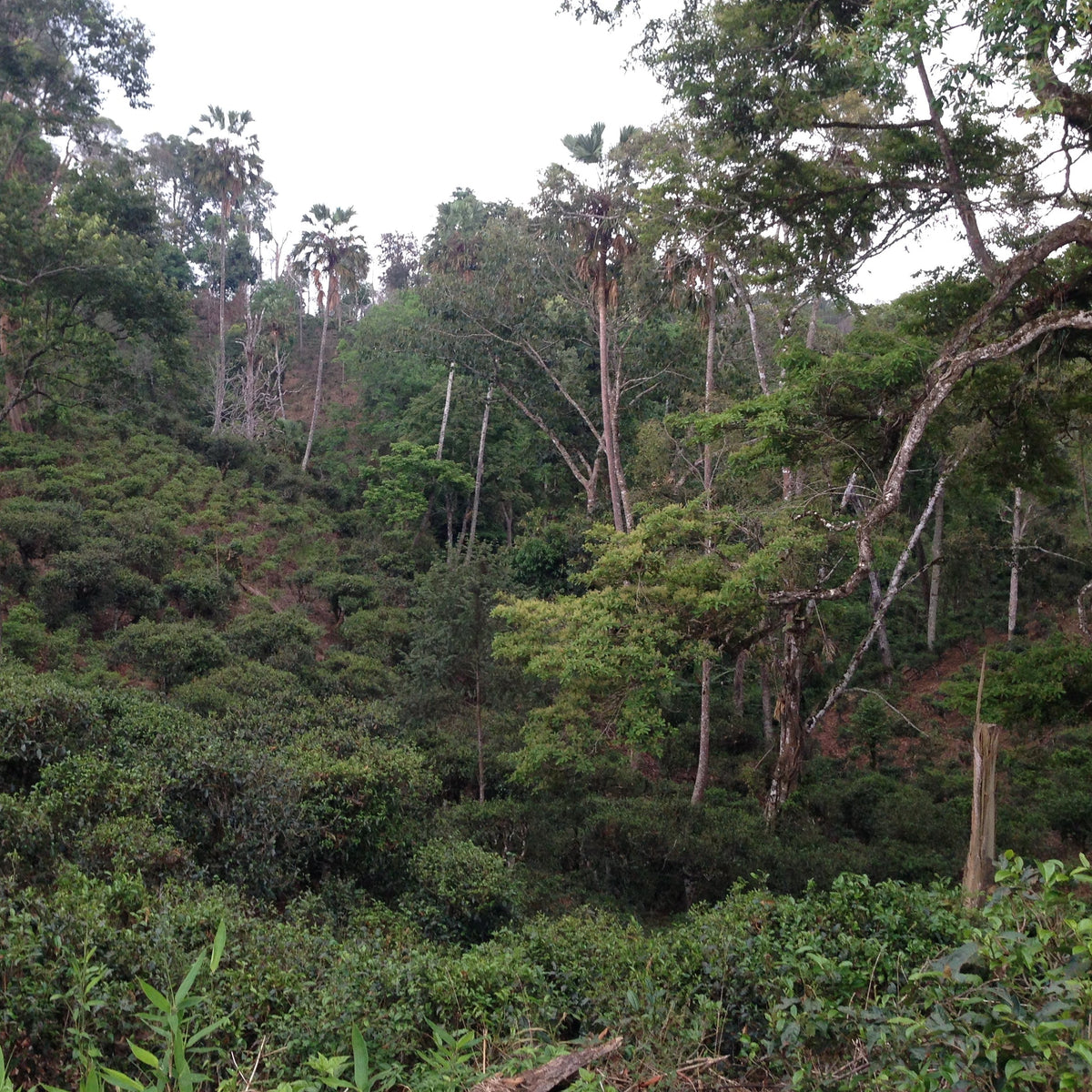 A wild, forested hillside with tall trees rising above dense wild tea bushes on the slope.