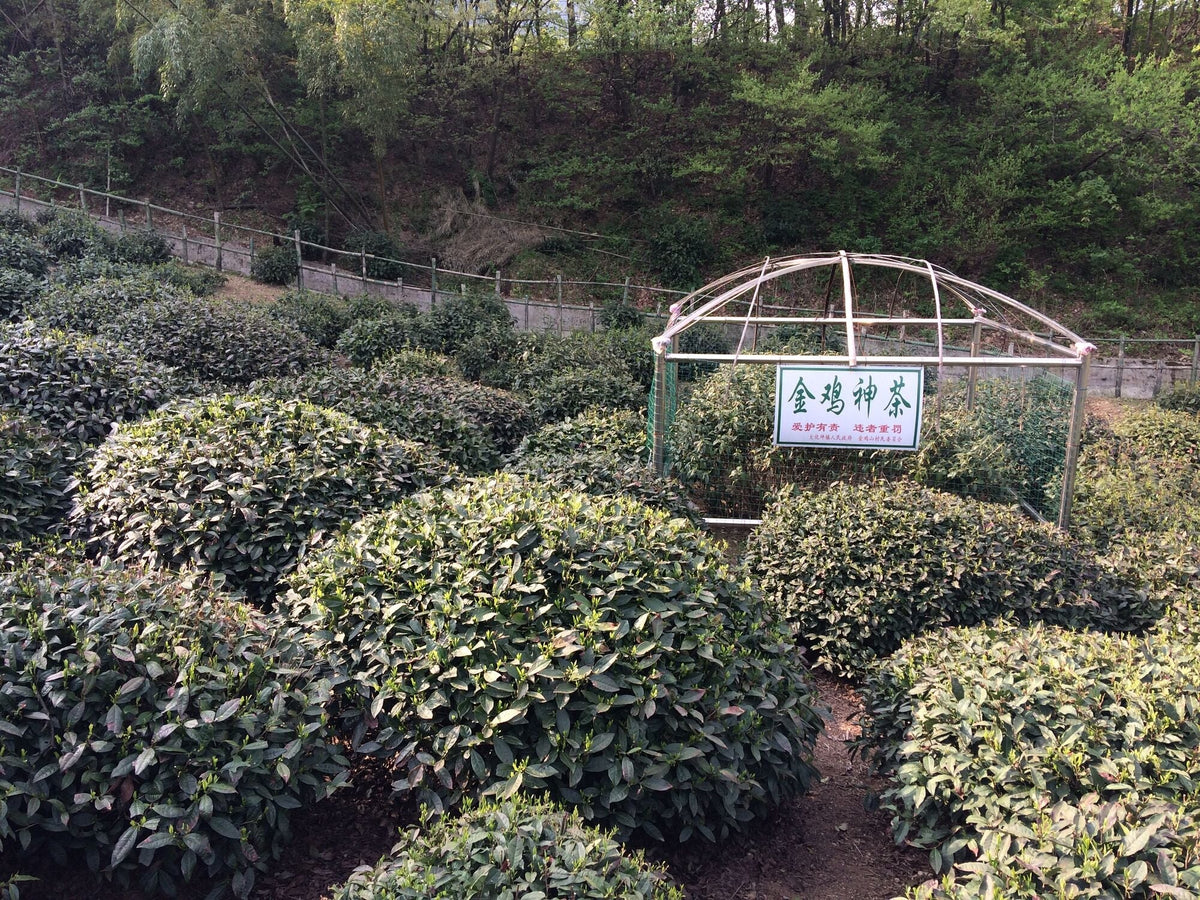 Rounded tea bushes surround a domed enclosure protecting a marked heritage tea plant on Huo Shan.