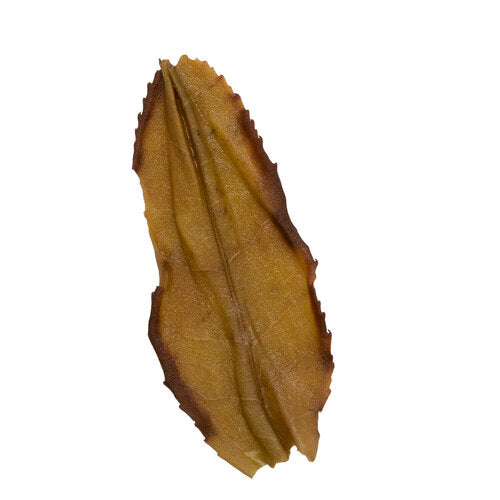 Bai Ji Guan 白雞冠 Wu Yi Yan Cha loose leaf oolong tea