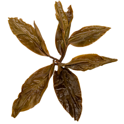 Nan Nuo Shan Ban Po Lao Zhai 南糯山半坡老寨 sheng Pu Er tea