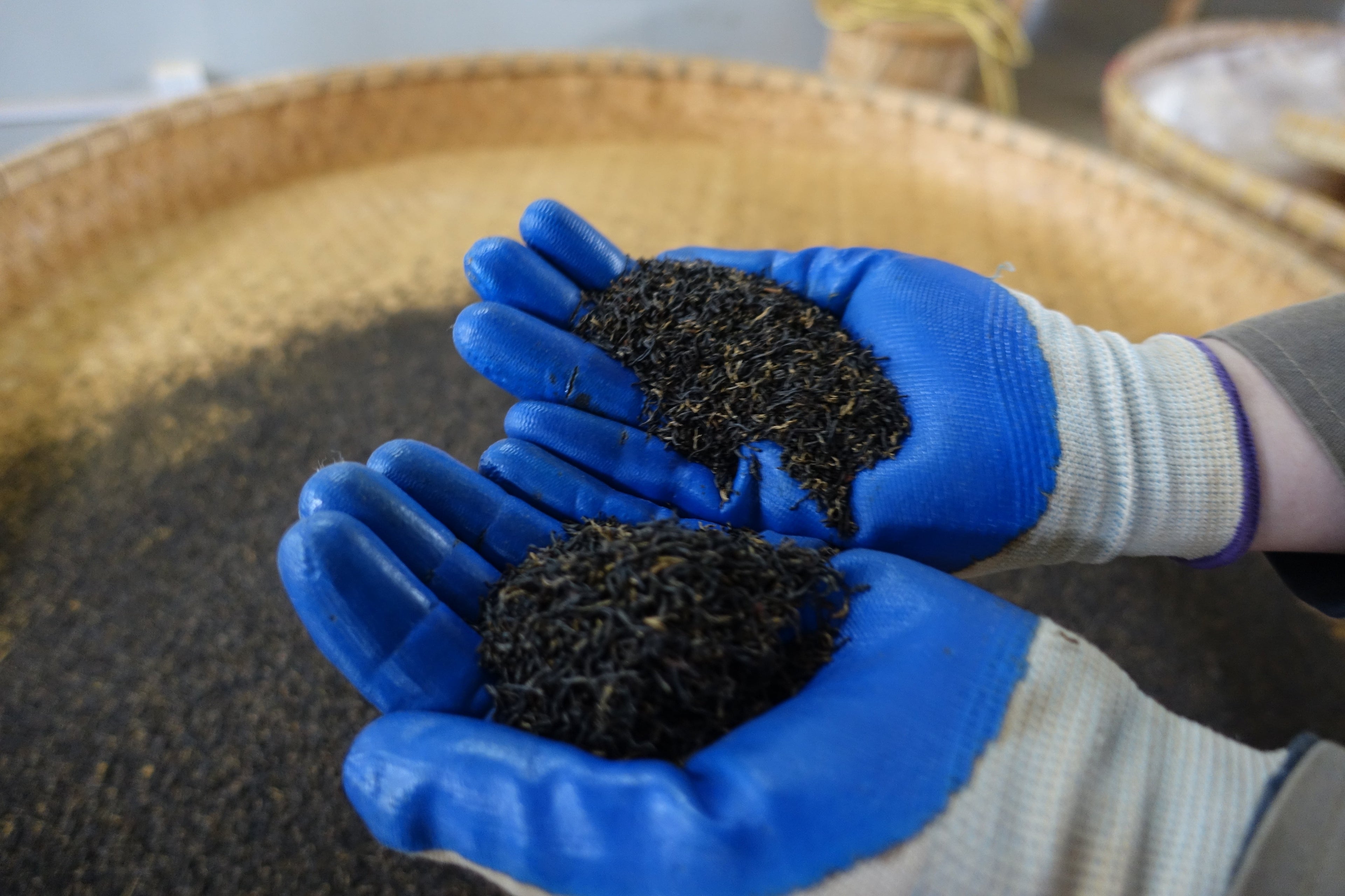 Blue-gloved hands holding two rolled balls of rough, unprocessed mao cha tea leaves
