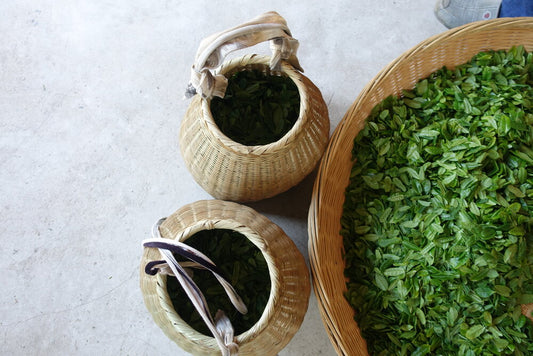 Two bamboo baskets of freshly picked tea leaves beside a large tray of spread green tea leaves