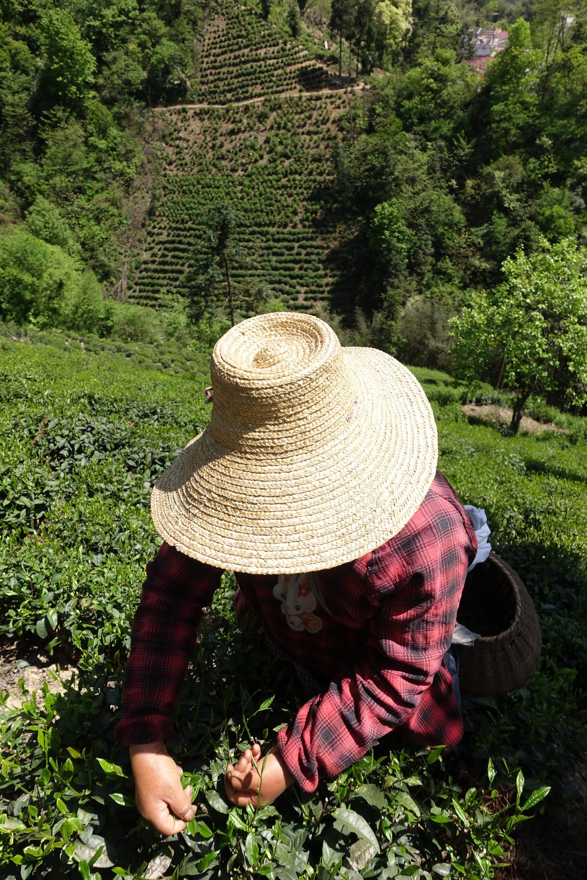 A tea picker in a straw hat harvesting leaves on a terraced hillside.