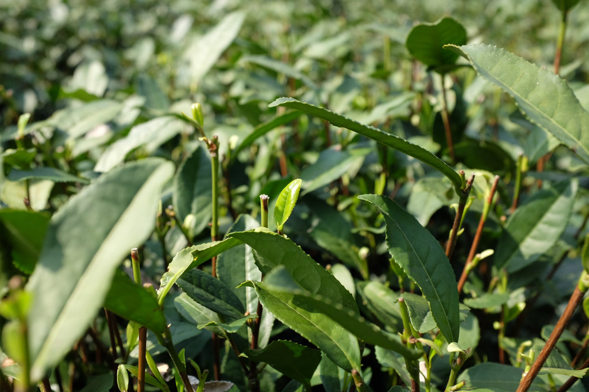 Close-up of tea bush stems with pale new spring shoots emerging among mature green leaves.