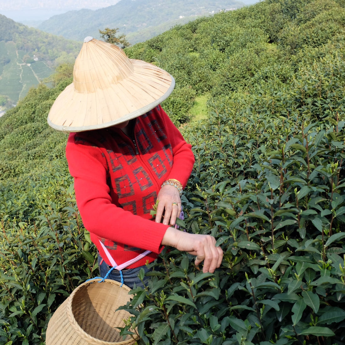 A tea picker in a conical hat hand-picks leaves from terraced tea bushes on a mountainside.
