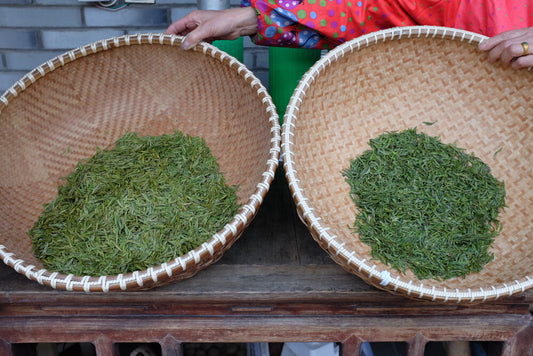 Two large bamboo trays of green tea leaves held up side by side for comparison