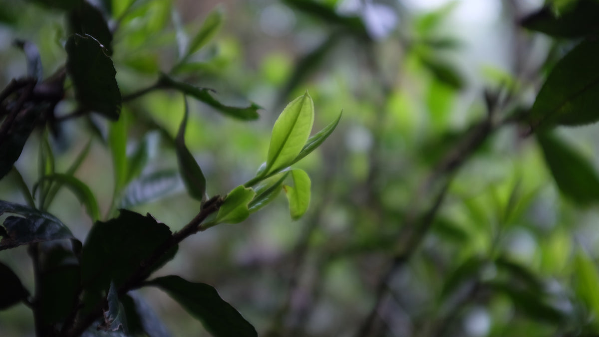Macro shot of a fresh light-green tea leaf bud on a wild tea shrub against a blurred forest.