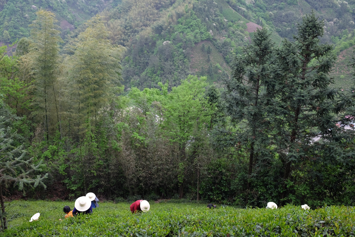 Tea pickers in wide-brimmed hats harvesting leaves on a lush green mountainside.