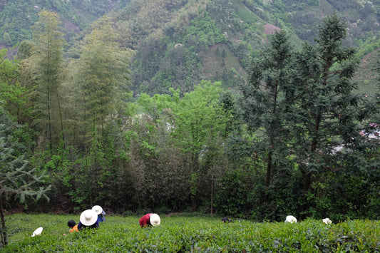 A Tea Lover's Guide To Tea Season in China's Top Terroir