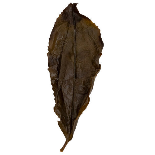 Huang Guan Yin 黃觀音 loose leaf oolong tea