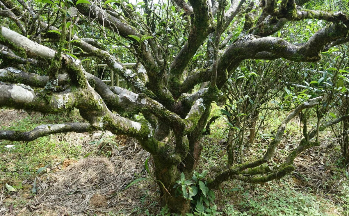 A gnarled, moss-covered old tea tree trunk with twisting branches.
