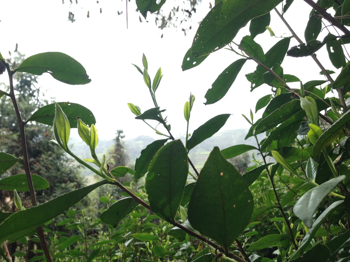 Wild tea tree branches with sparse leaves framing a hazy, hilly landscape in the distance.