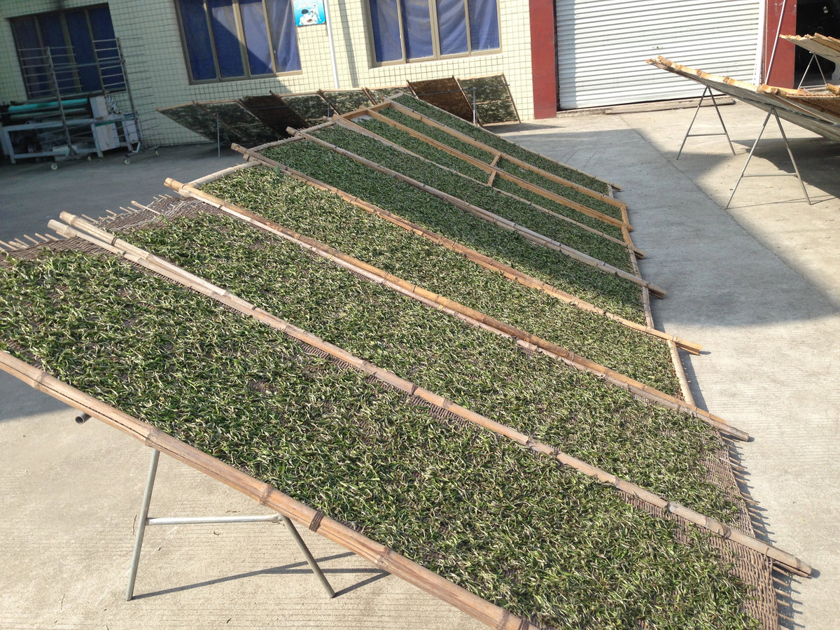 Rows of tea leaves sun-drying on bamboo racks outside a factory building.