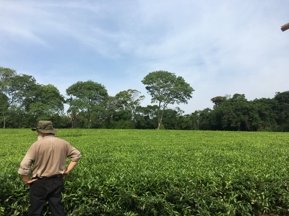 A man in a hat stands overlooking a wide open tea field bordered by trees in Argentina.