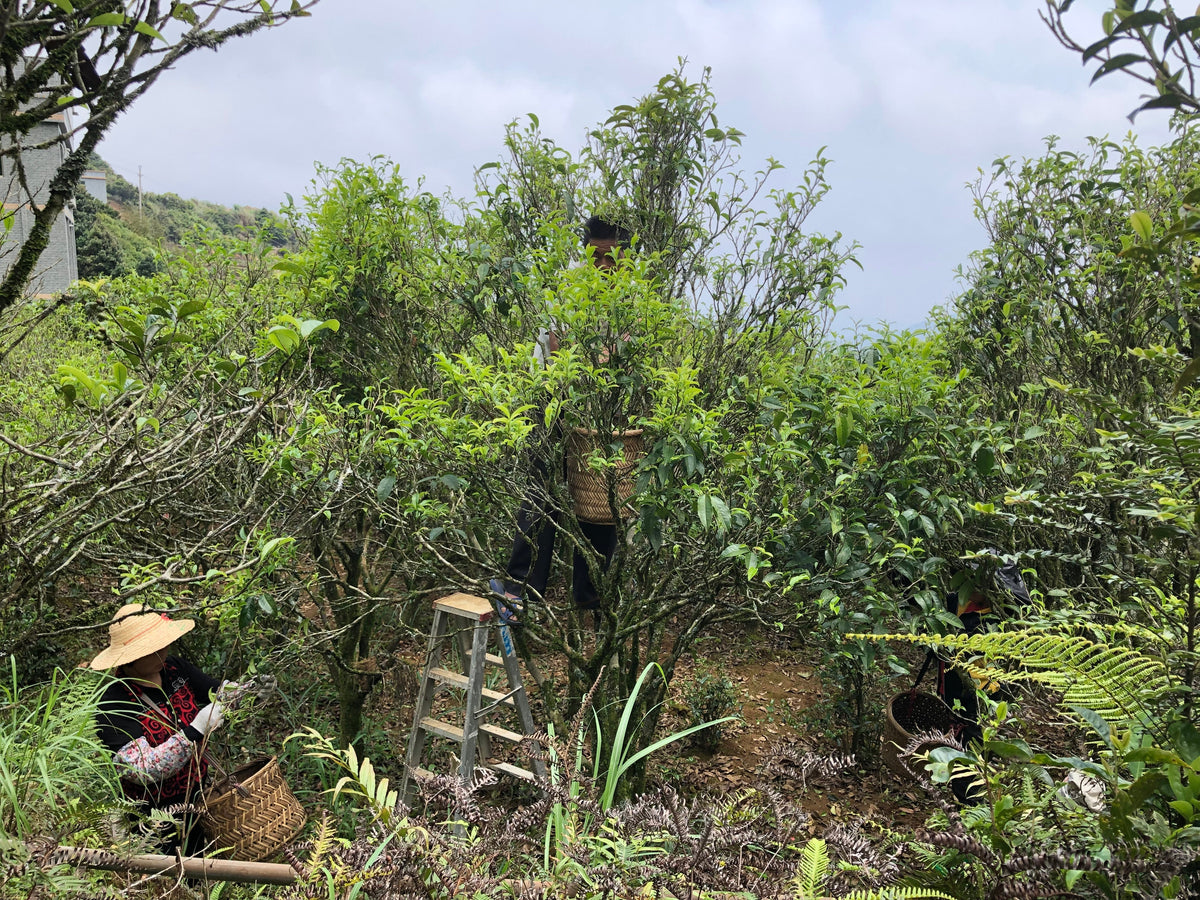 Tea pickers harvesting leaves from tall tea trees using a ladder and baskets.