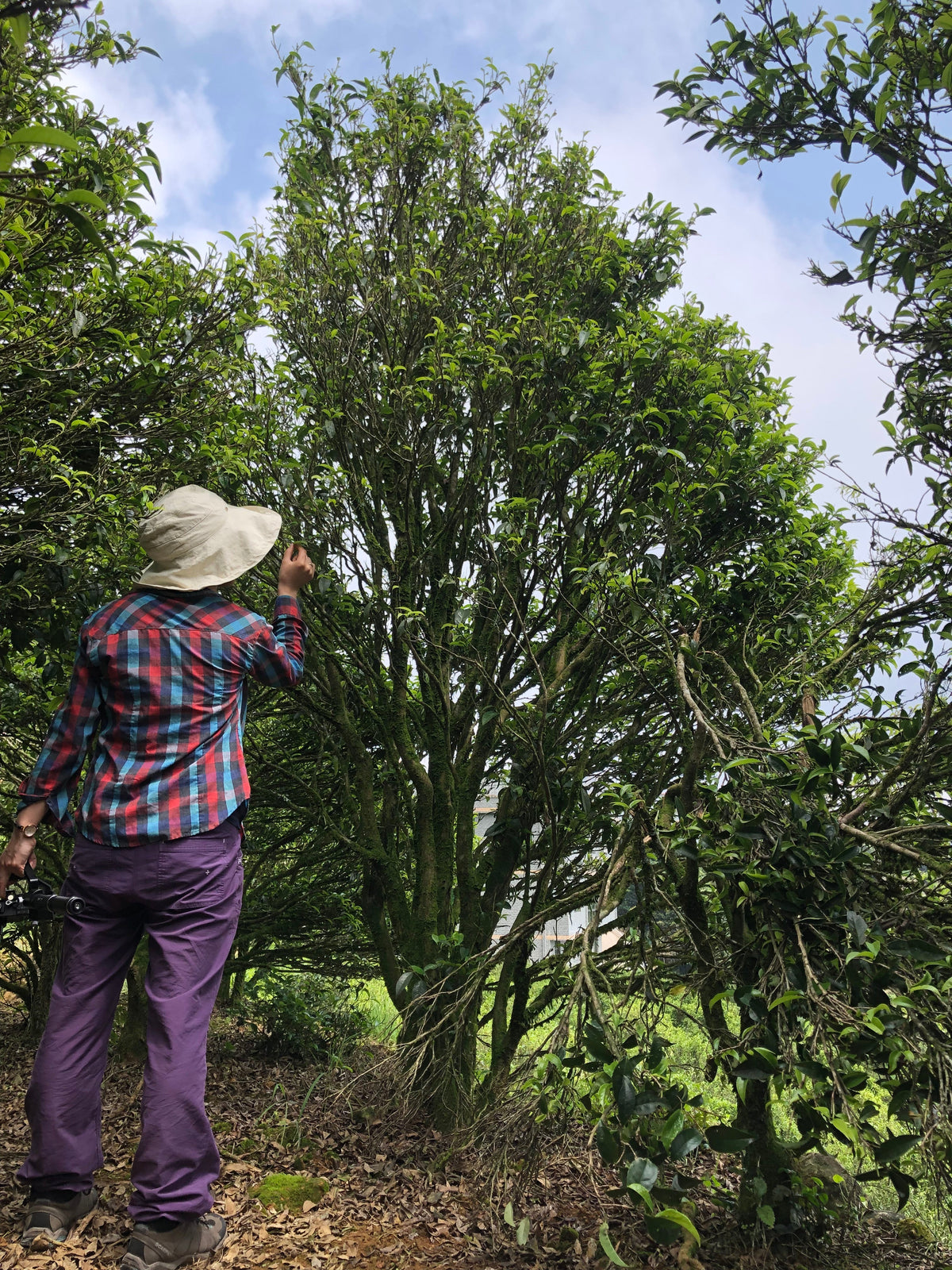 Person seen from behind reaching up into the branches of a tall tea tree