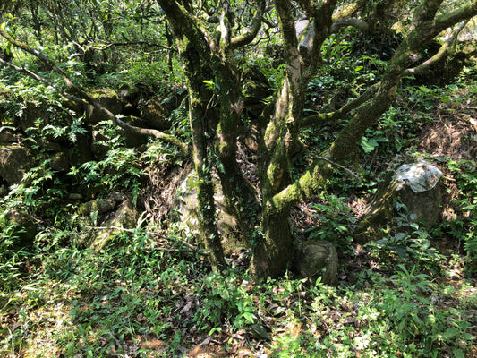 Terroir and Tea
