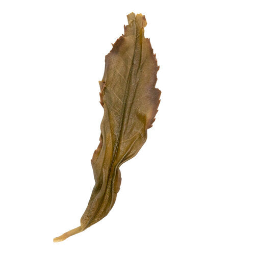 Ju Duo Zai 鋸朵仔 Feng Huang Dan Cong loose leaf oolong tea