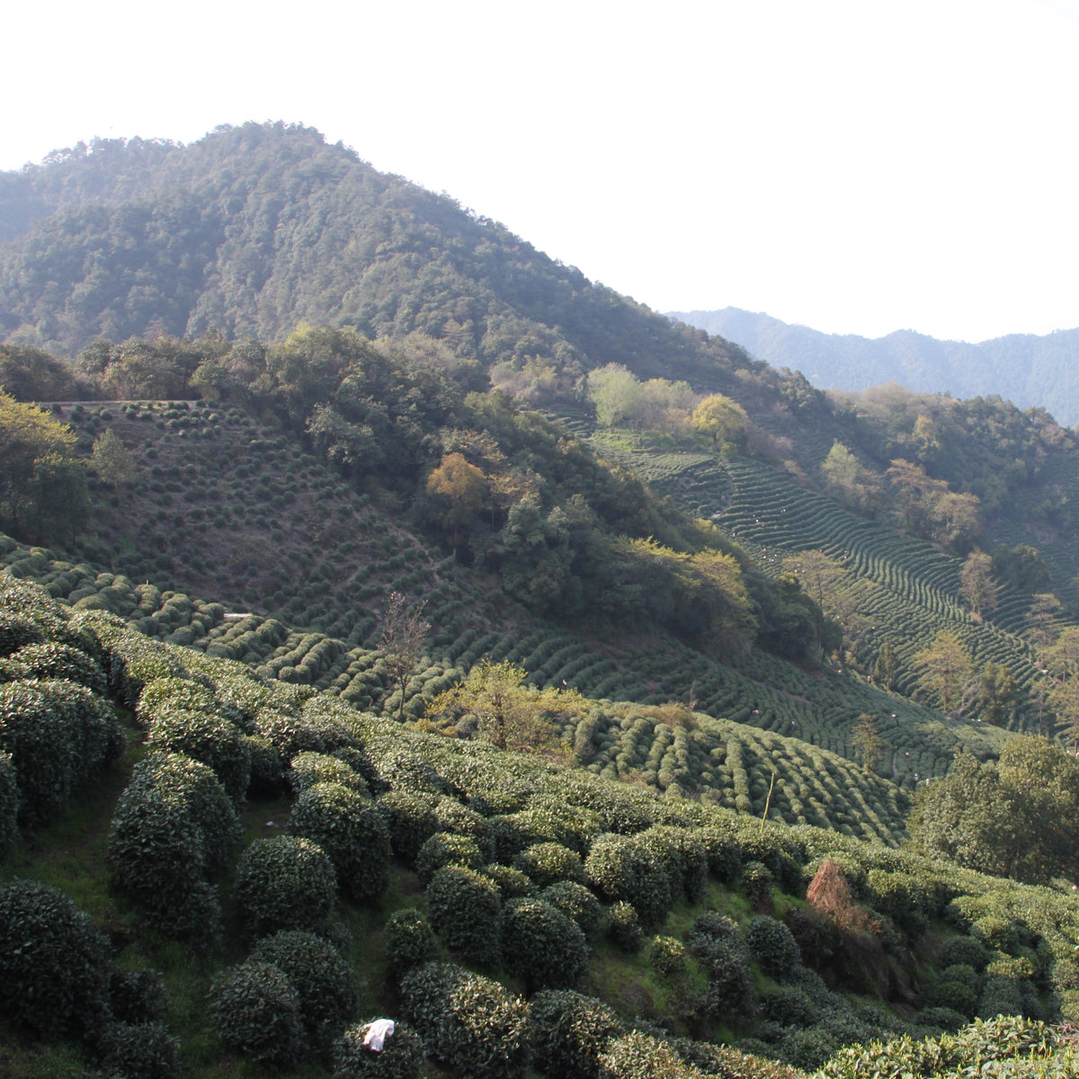 Terraced tea bushes on a misty hillside in Hangzhou's Long Jing tea-growing region.