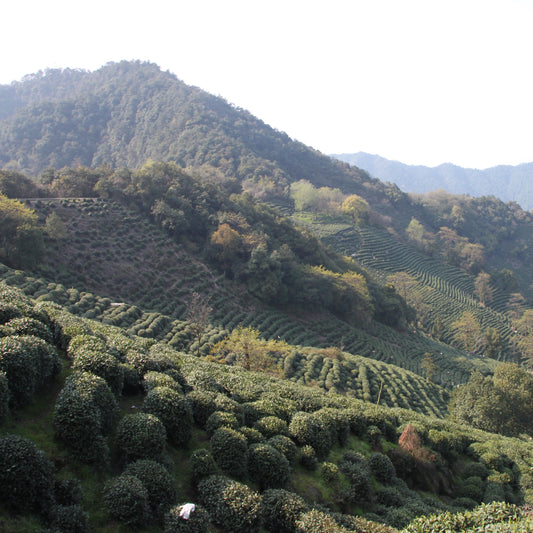 Terraced tea bushes on a misty hillside in Hangzhou's Long Jing tea-growing region.