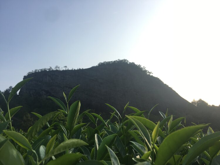 Tea bushes growing before a rocky mountain peak at sunrise in the Qi Lan tea-growing region