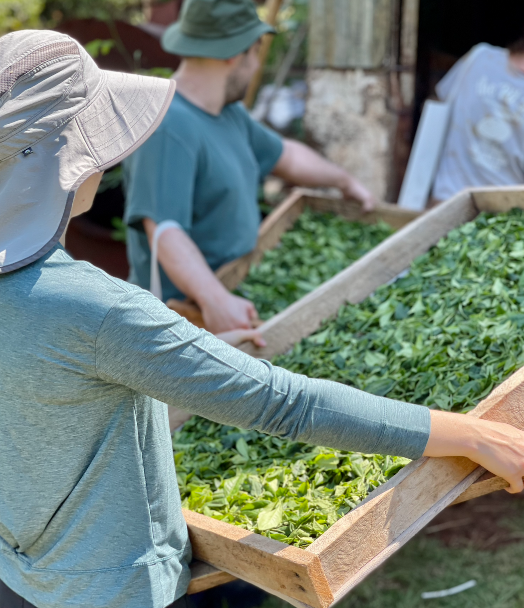 Two people in wide-brimmed hats carry a wooden tray heaped with freshly picked tea leaves.