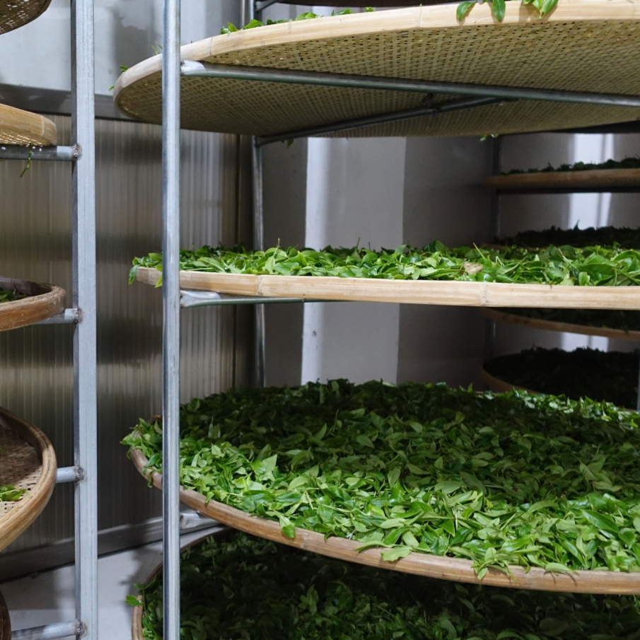 Fresh Wu Long tea leaves spread on bamboo trays to wither.