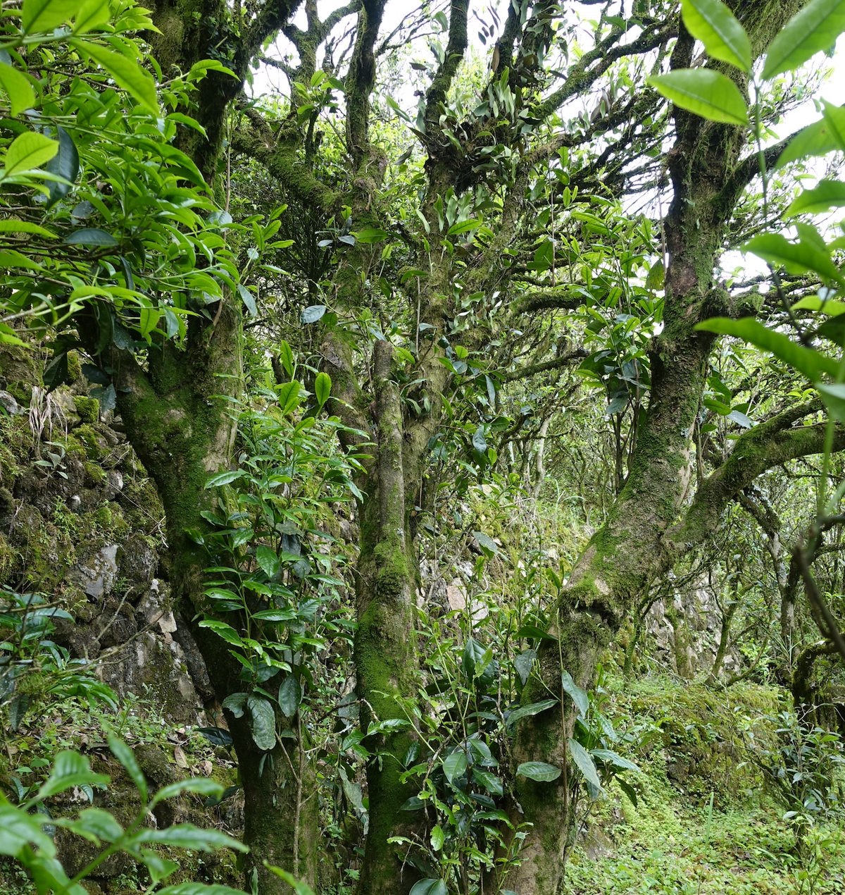 Old moss-covered tea trees growing among rocks on Feng Huang Shan.