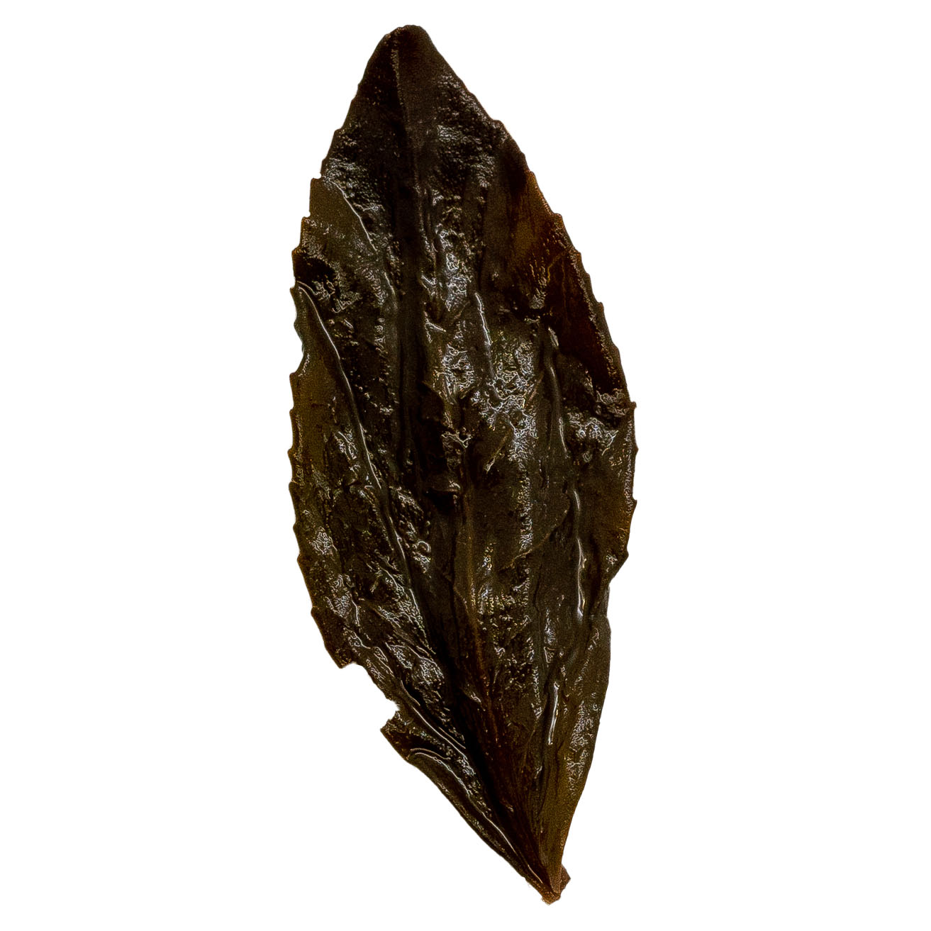 Shi Ru 石乳 Wu Yi Yan Cha loose leaf oolong tea