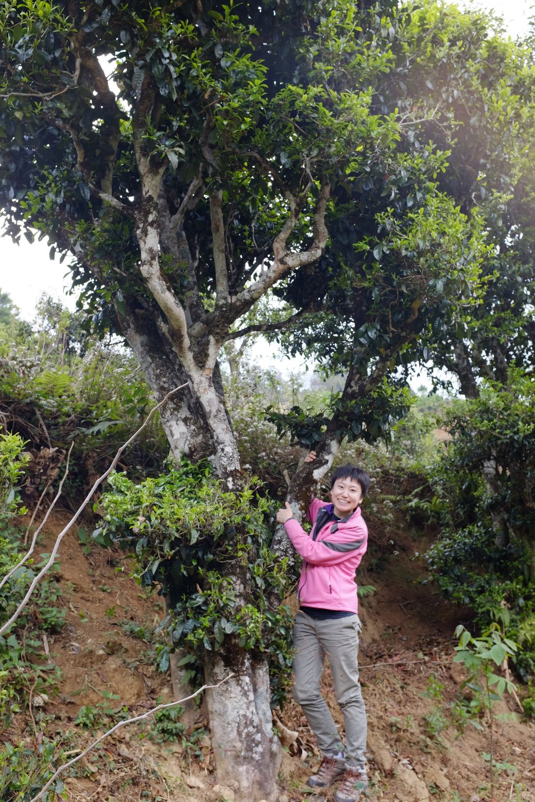 Shunan with Ancient Tea Tree