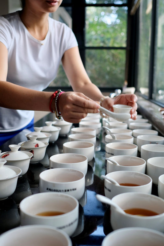 A person evaluating rows of tea samples in white tasting cups and gaiwans.
