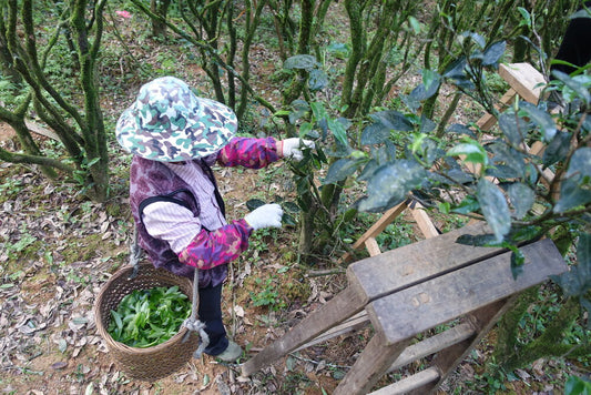 Tea picker in a camouflage hat harvesting fresh leaves into a woven bamboo basket