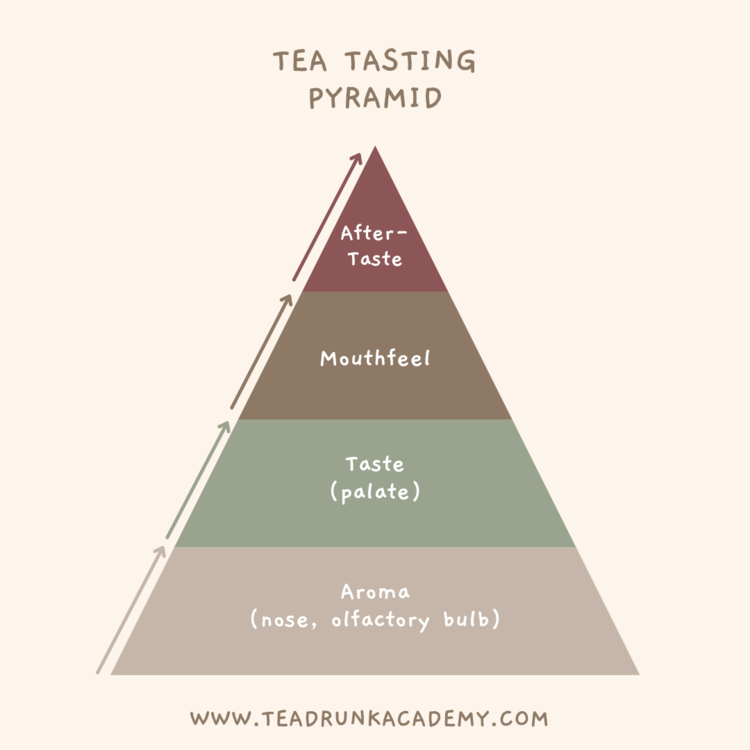 Illustrated pyramid diagram showing four tea-tasting stages: Aroma, Taste, Mouthfeel, and After-Taste.