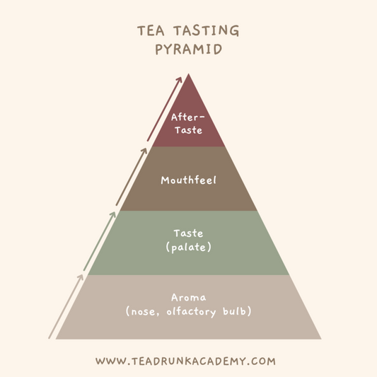Illustrated pyramid diagram showing four tea-tasting stages: Aroma, Taste, Mouthfeel, and After-Taste.