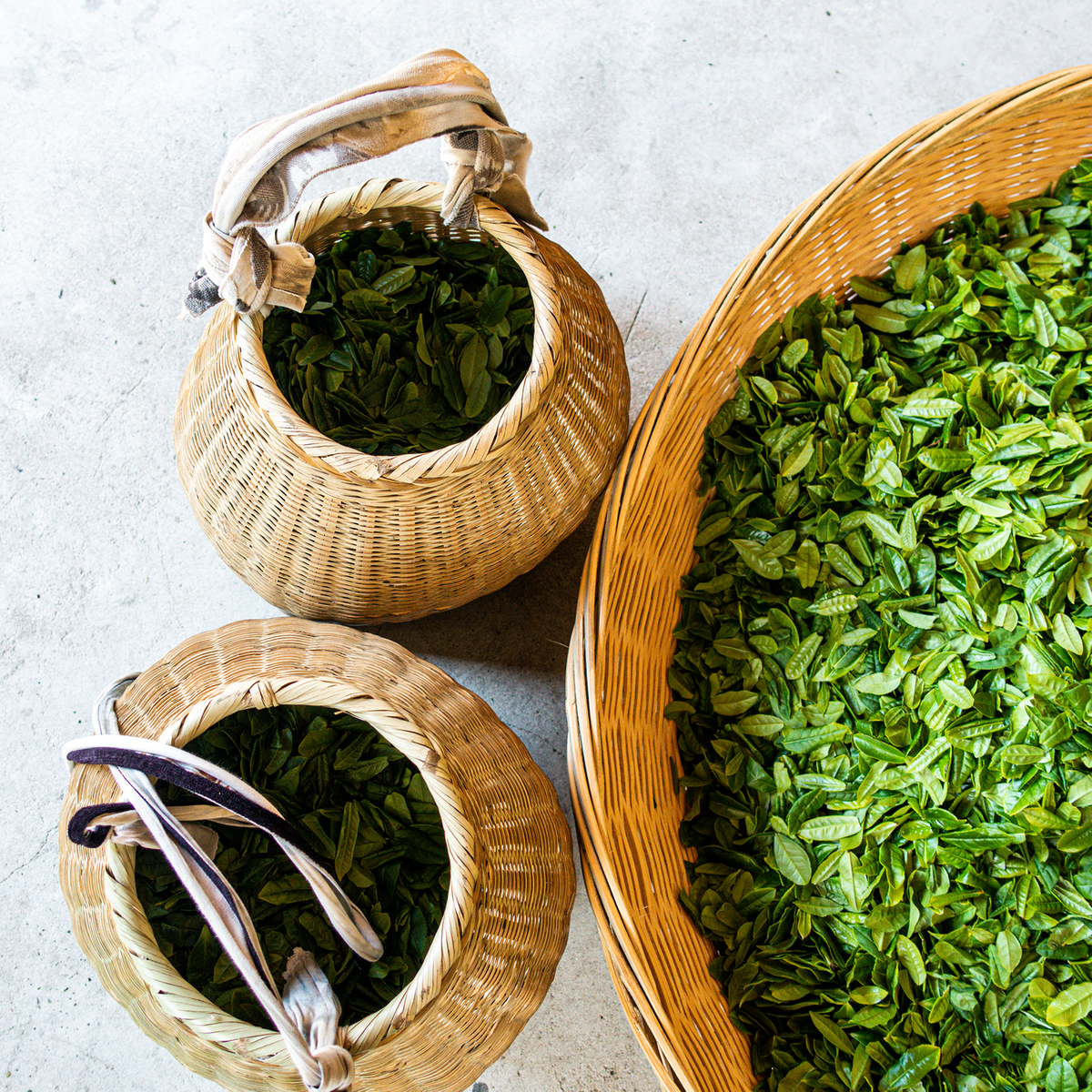 Multi-Vintage Long Jing Tea Tasting Set — second view