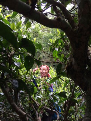 Nan Nuo Shan Ya Kou Zhai 南糯山丫口老寨