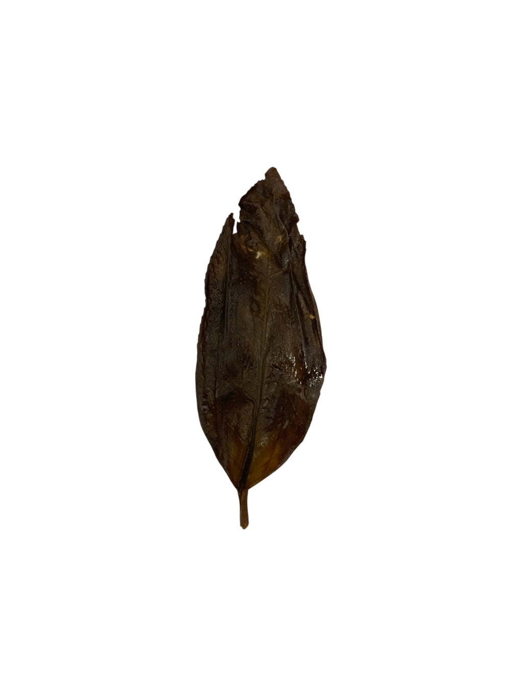 Mi Tao Xiang 蜜桃香 Feng Huang Dan Cong loose leaf oolong tea