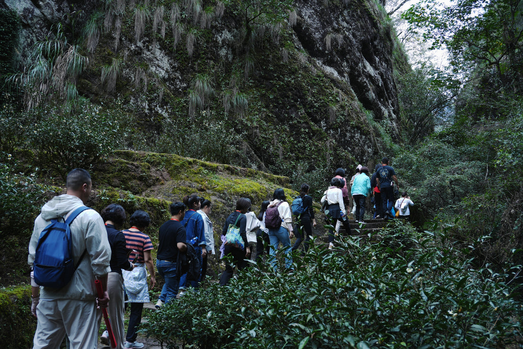 Educational Tea Tour Wu Yi Shan — scene from the tour