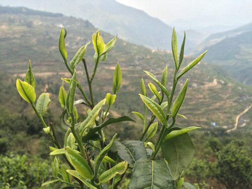 Bu Lang Shan 布朗山