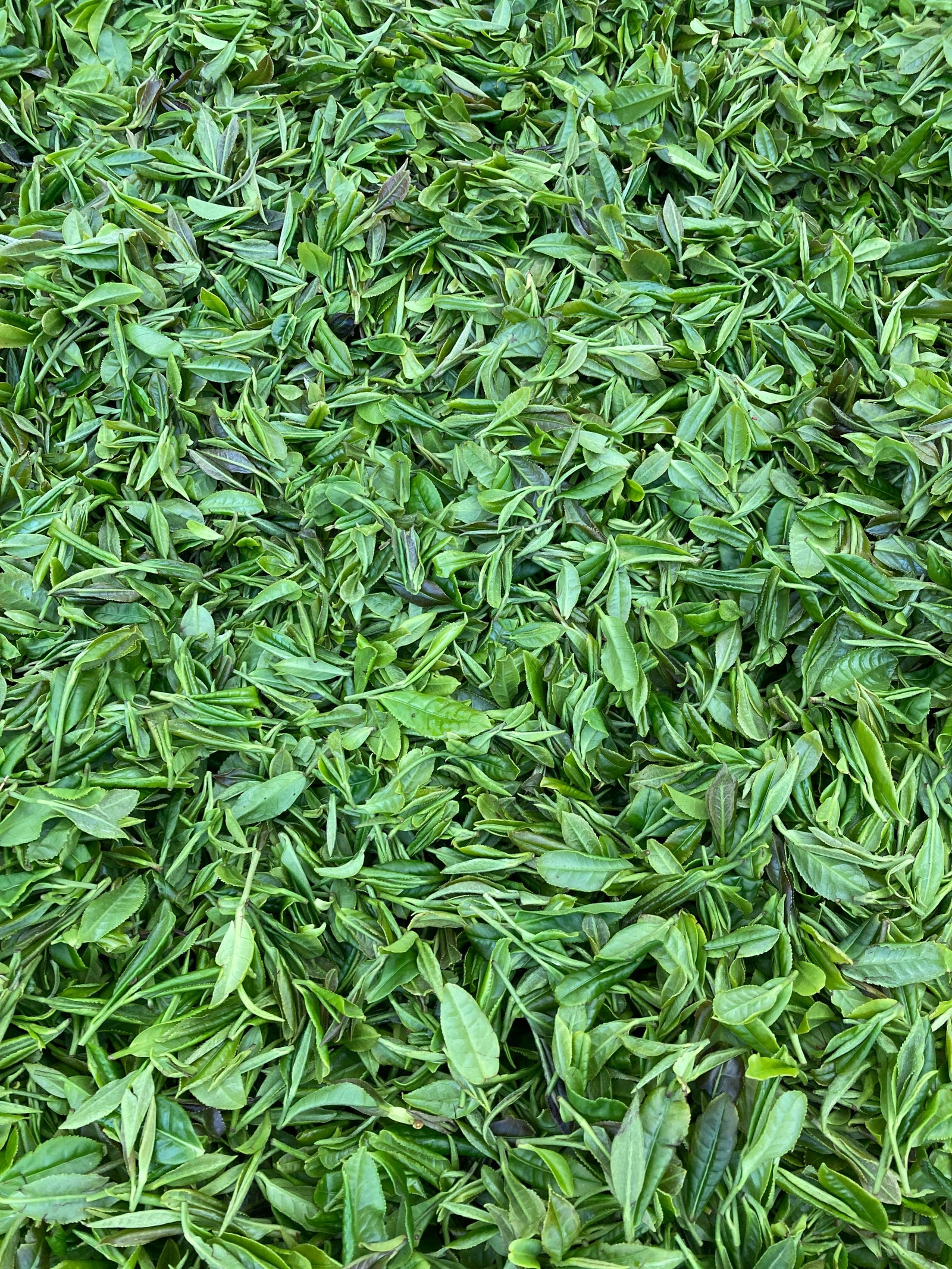 Yun Wu 廬山雲霧