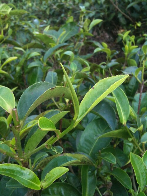 Green Mountain Blend 拼配生茶