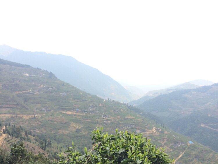Wu Liang Shan (Yellow Tea) 無量山 (黃茶）