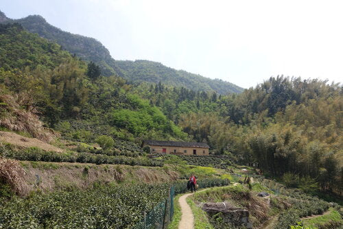 Huo Shan Huang Ya 霍山黃芽