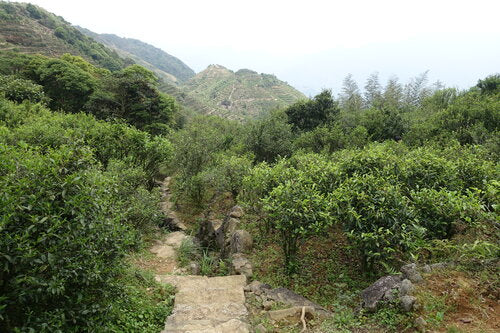 Jin Mu Dan 金牡丹