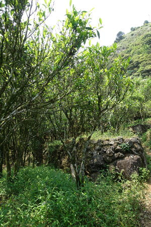 Jin Mu Dan 金牡丹